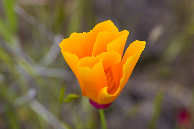 California Poppy